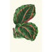 Maranta RoseoPicta - Edward Joseph Lowe — vy av konstverket