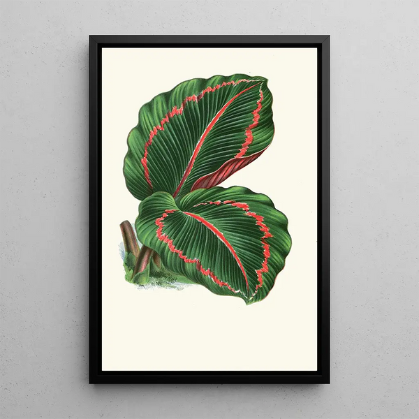 Maranta RoseoPicta - Edward Joseph Lowe — inramlat konstverk på väggen