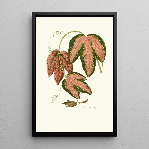 Reproduktion av målningen Passiflora Trifasciata - Edward Joseph Lowe