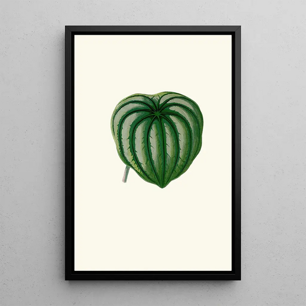 Peperomia Argyrea - Edward Joseph Lowe — inramlat konstverk på väggen