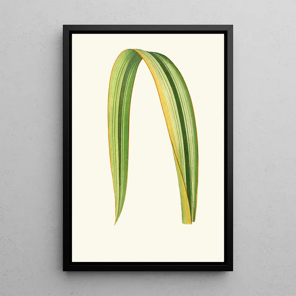 Reproduktion av målningen Phormium Tenax - Edward Joseph Lowe