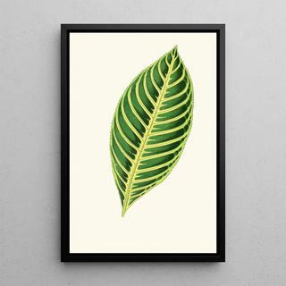 Edward Joseph Lowe - Sanchezia Nobilis.webp