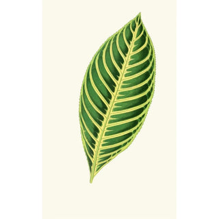Edward Joseph Lowe - Sanchezia Nobilis.webp