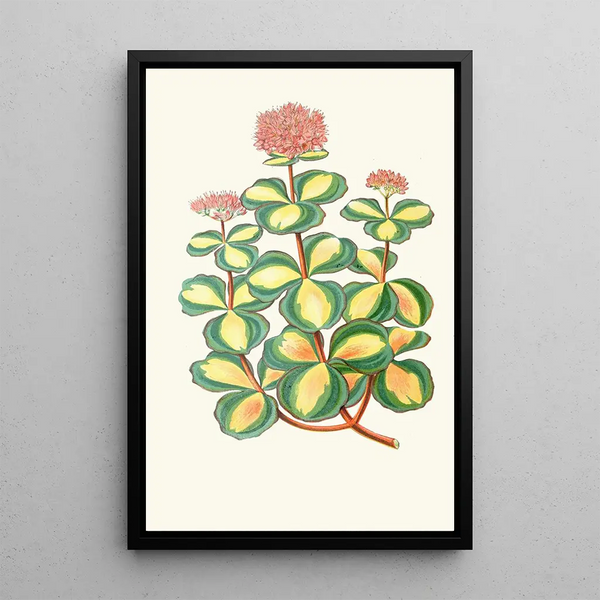 Reproduktion av målningen Sedum Sieboldii - Edward Joseph Lowe