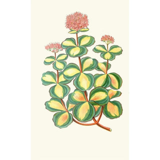 Edward Joseph Lowe - Sedum Sieboldii.webp