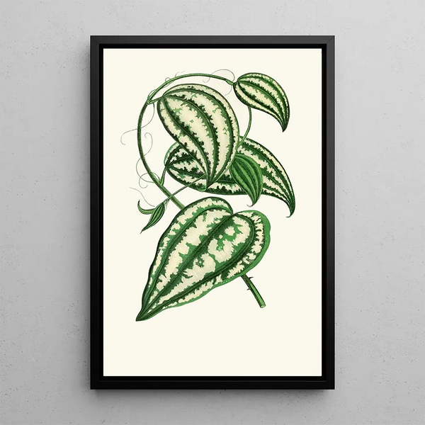 Smilax Macrophylla - Edward Joseph Lowe — inramlat konstverk på väggen