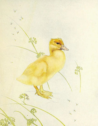 Edward Julius Detmold - The Duckling.webp