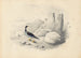 Un harle - Edward Lear — vy av konstverket