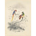 Reproduktion av målningen En par papegojor - Edward Lear