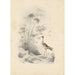 Reproduktion av målningen Une avocette - Edward Lear