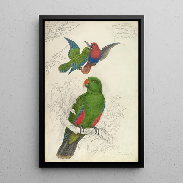 Reproduktion av målningen Eclectus Roratus Polychloros - Edward Lear