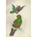 Reproduktion av målningen Eclectus Roratus Polychloros - Edward Lear