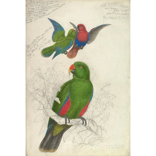 Edward Lear - Eclectus Roratus Polychloros.webp