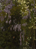 Glycines en fleurs - Edward Okuń — vy av konstverket
