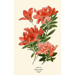 Edward Step - Azalea.webp