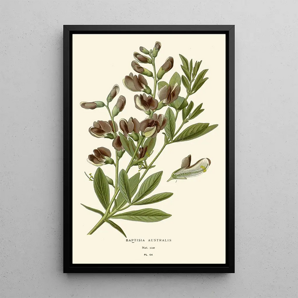 Reproduktion av målningen Baptisia australis - Edward Step