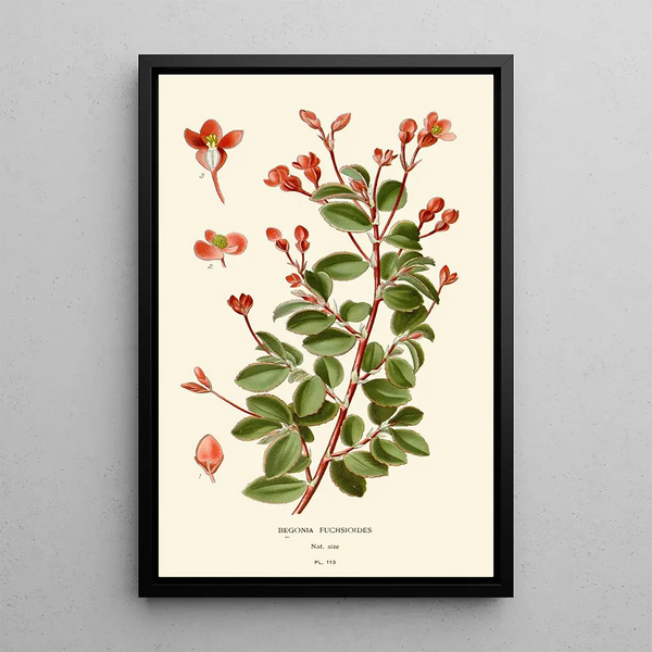 Bégonia fuchsioides - Edward Step — inramlat konstverk på väggen
