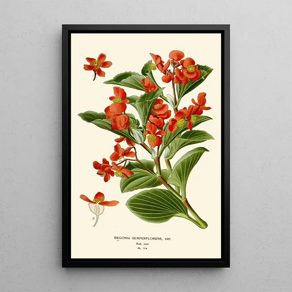 Bégonia semperflorens - Edward Step — inramlat konstverk på väggen