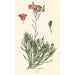 Calandrinia umbellata - Edward Step — vy av konstverket