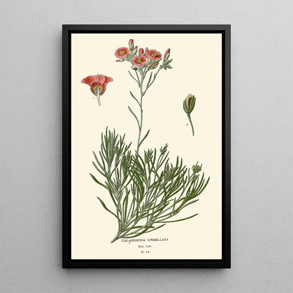 Calandrinia umbellata - Edward Step — inramlat konstverk på väggen
