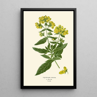 Edward Step - Calceolaria Rugosa.webp