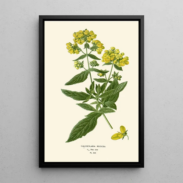Reproduktion av målningen Calceolaria rugosa - Edward Step