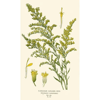 Edward Step - Canadian Golden Rod.webp
