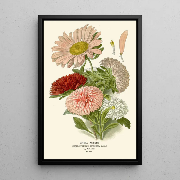Reproduktion av målningen Asters de Chine - Edward Step