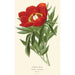 Pivoine commune - Edward Step — vy av konstverket