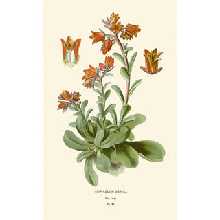 Edward Step - Cotyledon Retusa.webp