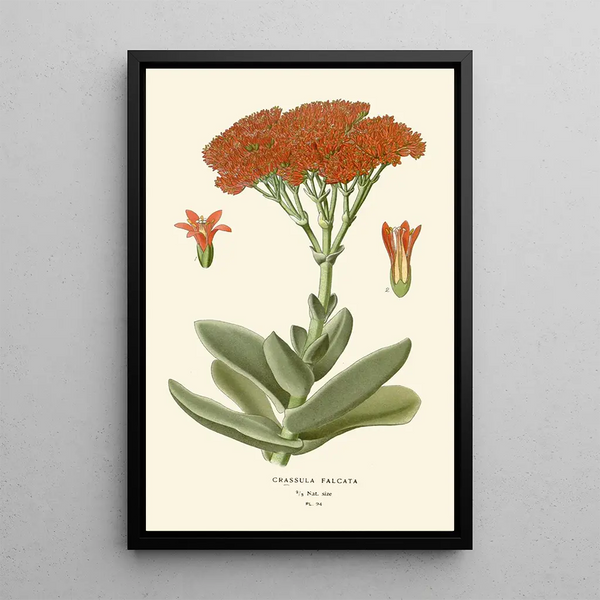 Crassula falcata - Edward Step — inramlat konstverk på väggen