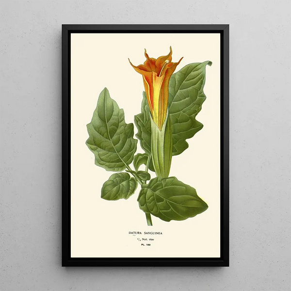 Reproduktion av målningen Datura sanguinea - Edward Step