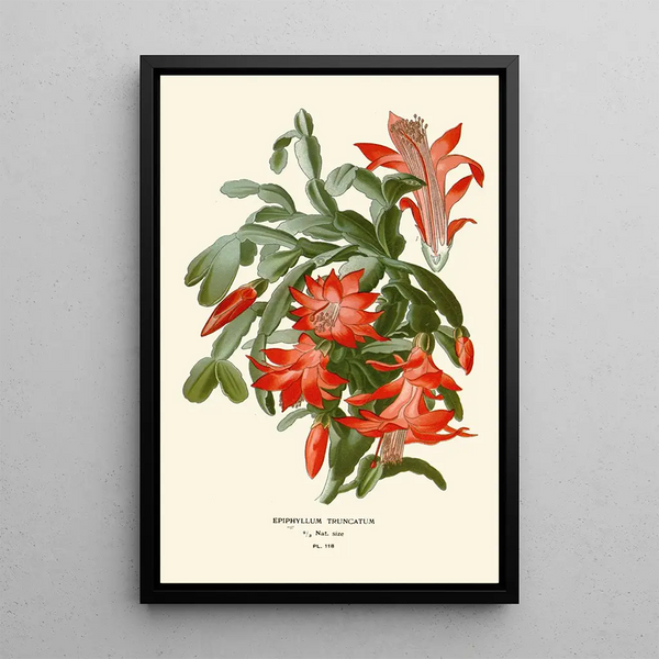 Reproduktion av målningen Epiphyllum truncatum - Edward Step