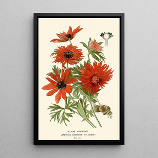 Edward Step - Flame Anemone.webp