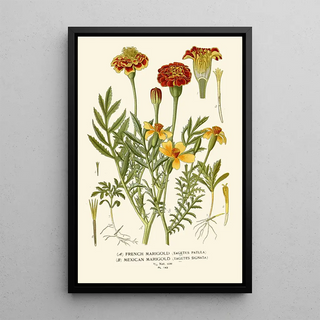 Edward Step - French Marigold Mexican Marigold.webp