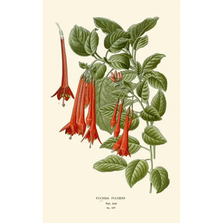 Edward Step - Fuchsia Fulgens.webp