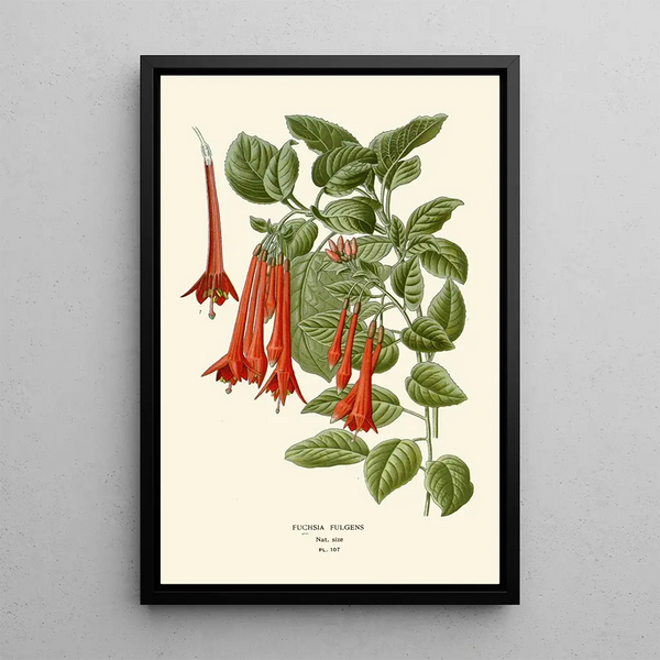 Fuchsia fulgens - Edward Step — inramlat konstverk på väggen