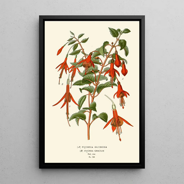Reproduktion av målningen Fuchsia globosa och gracilis - Edward Step