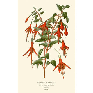 Edward Step - Fushia Globosa Fuschia Gracilis.webp