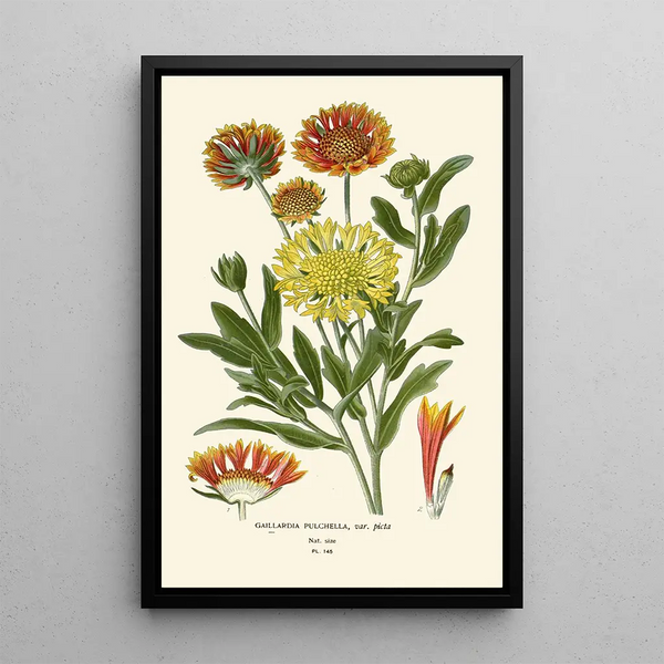 Reproduktion av målningen Gaillarde elegant - Edward Step