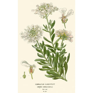 Edward Step - Gilbraltar Candytuft.webp