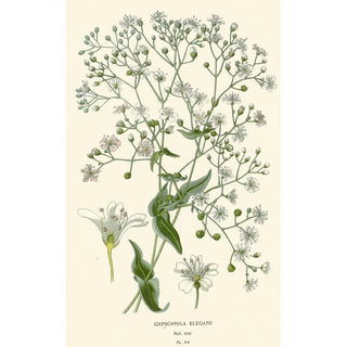 Gypsophile elegant - Edward Step — vy av konstverket
