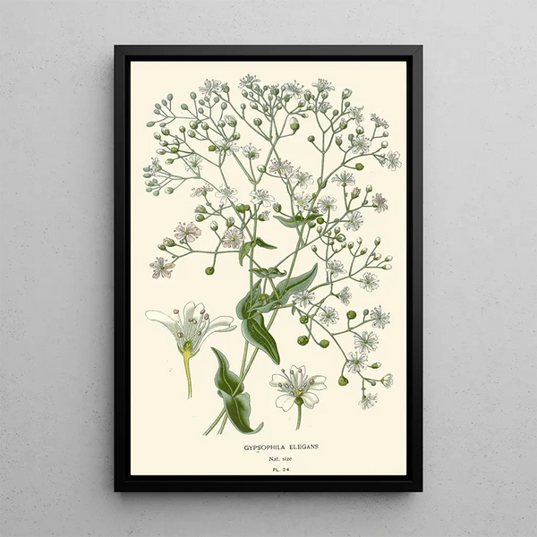 Gypsophile elegant - Edward Step — inramlat konstverk på väggen