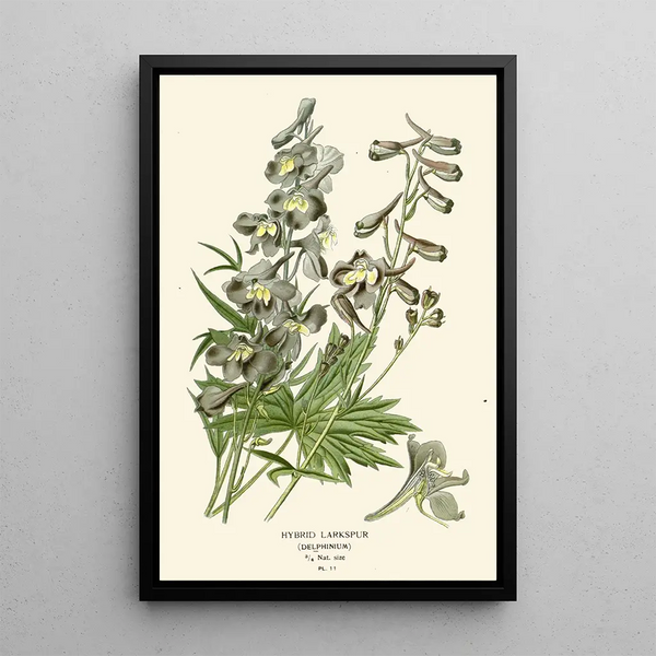 Reproduktion av målningen Delphinium hybride - Edward Step
