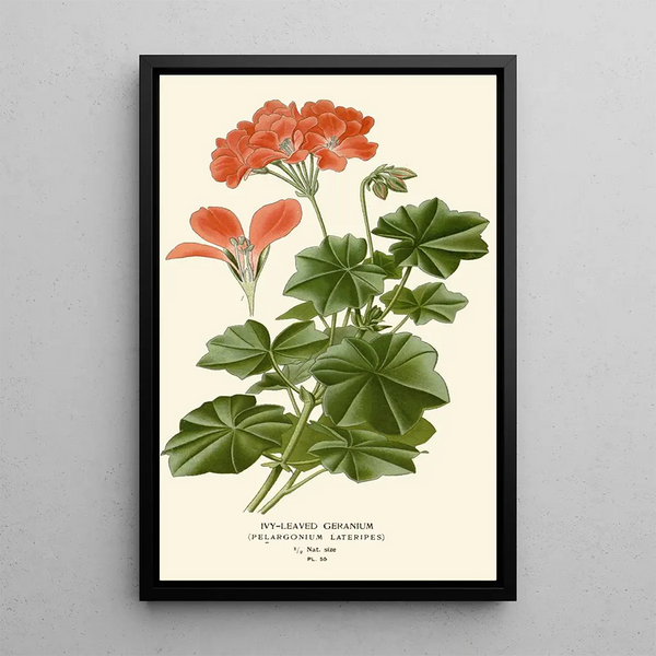 geranium med murgröna blad - Edward Step — inramlat konstverk på väggen