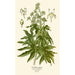 Aralia du Japon - Edward Step — vy av konstverket