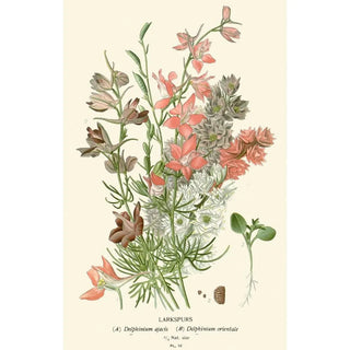 Edward Step - Larkspurs.webp