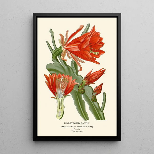 Reproduktion av målningen Cactus à tiges feuillues - Edward Step