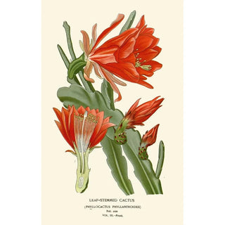 Edward Step - LeafStemmed Cactus.webp