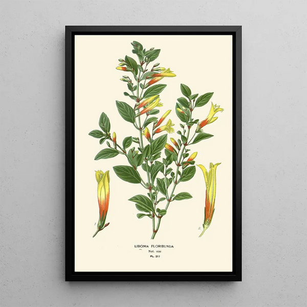 Libonia floribunda - Edward Step — inramlat konstverk på väggen